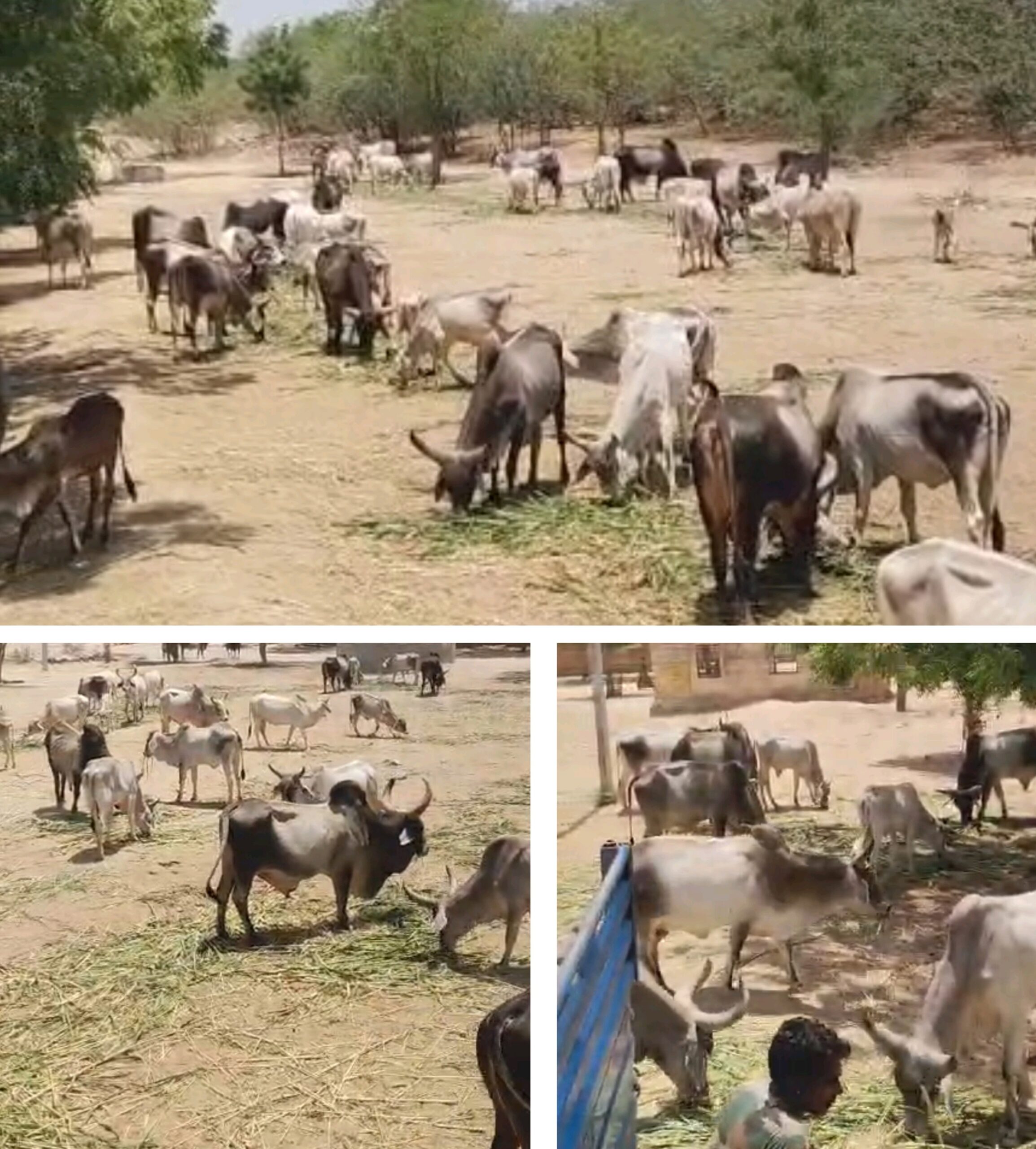 गौ माता और गोवंश की सेवा को लेकर राजू सिंह का संदेश